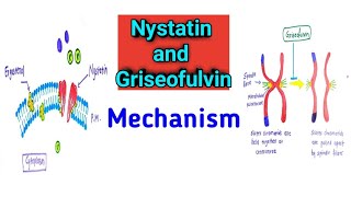 Nystatin and Griseofulvin Mechanism of action [upl. by Atcliffe]