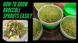 How to grow Broccoli Sprouts  Broccoli Sprouts Salad [upl. by Anerhs764]