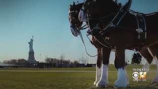 A Look At The Story Behind Budweisers Clydesdale Super Bowl Ad After 911 [upl. by Heppman]