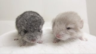 Pure Chinchilla Cuteness [upl. by Gamber]