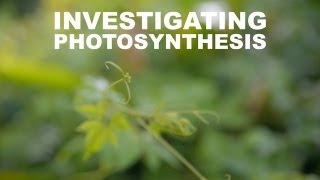 Investigating Photosynthesis [upl. by Etteroma803]