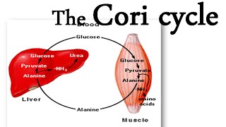 The Cori cycle [upl. by Madda829]