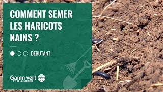 TUTO Comment semer les haricots nains  – Jardinerie Gamm vert [upl. by Acirtap]