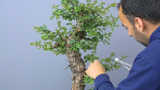 1ère TAILLE de DENSIFICATION sur mon Aubépine BONSAÏ 🌳AFDB🌳 [upl. by Oilla]