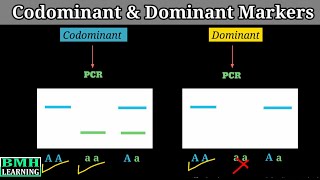 Codominant amp Dominant Markers [upl. by Anawed]