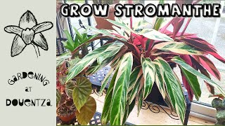 How to Grow Stromanthe Triostar  Quick amp Easy Guide [upl. by Whatley350]