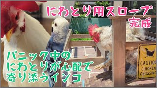 パニック中のにわとりを心配して寄り添うインコ＆にわとり用スロープ完成 [upl. by Harriett]