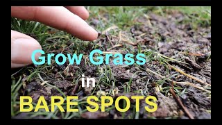 How to seed BARE SPOTS in your LAWN [upl. by Yatnahs478]