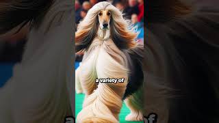 Afghan Hound Breed Facts [upl. by Ahsetal]