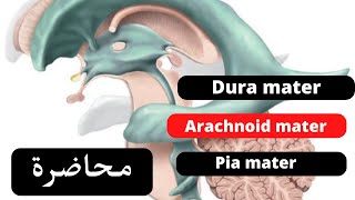 Cerebral meninges and cerebrospinal fluid C S F شرح [upl. by Eeresed]