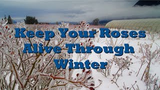 How to Prepare Roses for Winter [upl. by Asreht835]