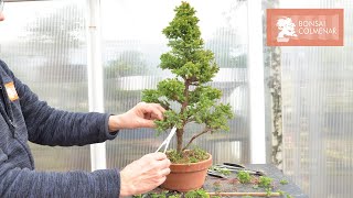 Cryptomeria  Bonsai Colmenar [upl. by Ahtela788]