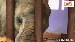 Two Elephants Chained Inside Karachi Zoo [upl. by Diandra196]