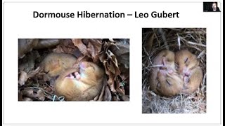 Dormouse hibernation Leo Gubert [upl. by Karyl]