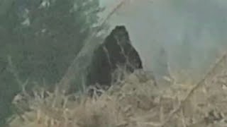 The best Bigfoot photos that exist  Part 2 BIGFOOT SASQUATCH YETI [upl. by Thun921]