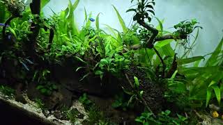 Low Tech planted apistogramma tank [upl. by Kramlich]