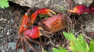 🦀カニ Crabs Feeling Cooler at 25℃ 395 [upl. by Eenert]