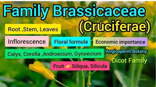 Family Brassicaceae Cruciferae  Plant Taxonomy [upl. by Valaree]