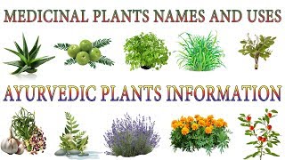 Medicinal Plants And Their Uses  20 Ayurvedic Plants Names  Medicinal Herbs You Can Grow [upl. by Lertsek]