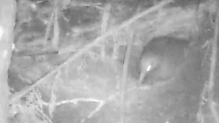 A Kiwi bird climbs into a Morepork nest at Russell New Zealand [upl. by Elyc]