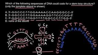 How instantly recognize stemloop structure in mRNA [upl. by Cosetta]