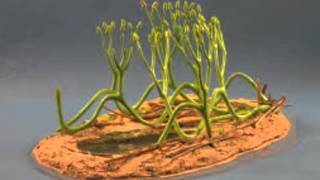 Arbuscular Mycorrhizal Fungi [upl. by Coffey]