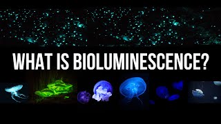 What is bioluminescence [upl. by Reggi]