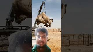 camel unloading animals camel shorts like [upl. by Ponce]