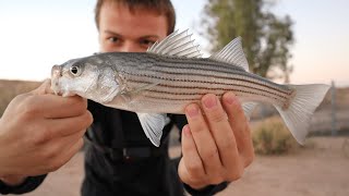 This Unique Arizona Canal Has Some Awesome Fish [upl. by Sturrock568]