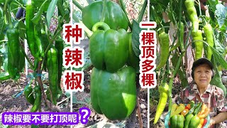 【種辣椒 】辣椒翻倍式增產，1棵頂多棵，如何修剪，澆水，施肥，溫度，光照，採收，辣椒要不要摘心打頂呢？ [upl. by Herahab]