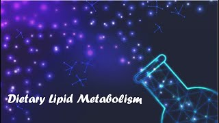 Dietary Lipid Metabolism  Chapter 15 Lippincott [upl. by Correna]