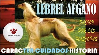 LEBREL AFGANO O GALGO AFGANO CARACTERÍSTICAS COMPORTAMIENTO CUIDADO Y VIRTUDES DE ESTA FABULOSA RAZA [upl. by Llerehs]