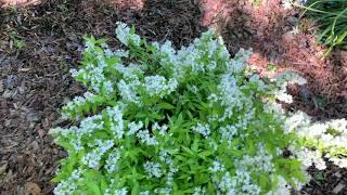 Deutzia gracilis Chardonnay Pearls® [upl. by Nellek270]