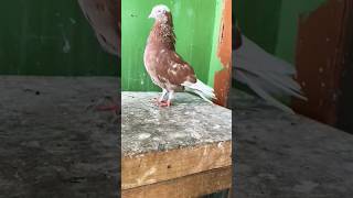 Shat beek round head gerva male youtubeshorts racingpipigeons [upl. by Ramilahs]