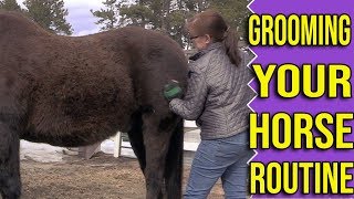 How To Groom A Horse Efficiently [upl. by Yahsed250]