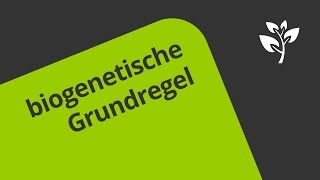 Die biogenetische Grundregel  eine Darstellung  Biologie  Evolution [upl. by Etnauj]