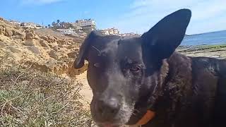 Torrevieja Seaside Dog Walk With Tina Doggie Darling And Hobo Delta Mike [upl. by Nohtanhoj227]