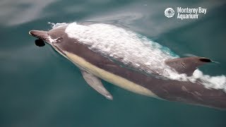 Superpod Of Common Dolphins In Monterey Bay [upl. by Colinson]