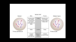 Comparison of Oogenesis and Spermatogenesis [upl. by Ytsirc364]