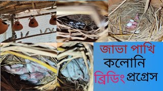 java birds coloni breeding progress জাভা পাখি কলোনি ব্রিডিং প্রগ্ৰেসbirdsviralvideo [upl. by Brendan]