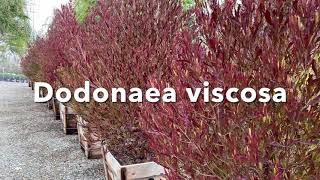 Dodonaea viscosa purpurea [upl. by Hofstetter]