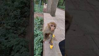 short video of monkeys shorts video monkey [upl. by Ness387]