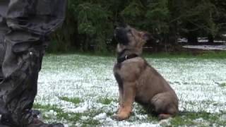 Obedience training and fun with our 2 month old female German Shepherd puppy [upl. by Nevaj]