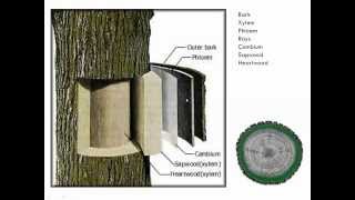 Introduction to Tree Pruning [upl. by Gnart]