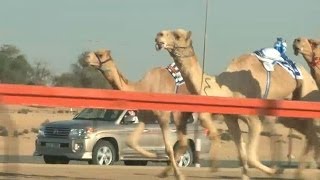 Animales por el mundo carreras de camellos en Dubai [upl. by Susanne]