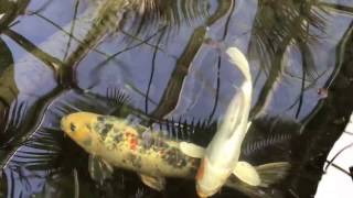 Koi Pond at Swansons Nursery [upl. by Wickman]