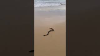 Yellow bellied sea snake this morning [upl. by Enrobyalc]