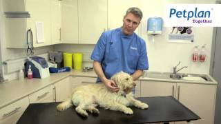 Give your dog an MOT [upl. by Buyer336]