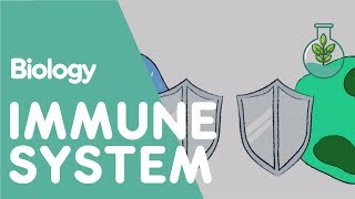 The Immune System  Health  Biology  FuseSchool [upl. by Aurlie73]