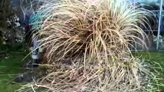 Removing Your Pampas Grass on the Outer Banks [upl. by Nelle83]